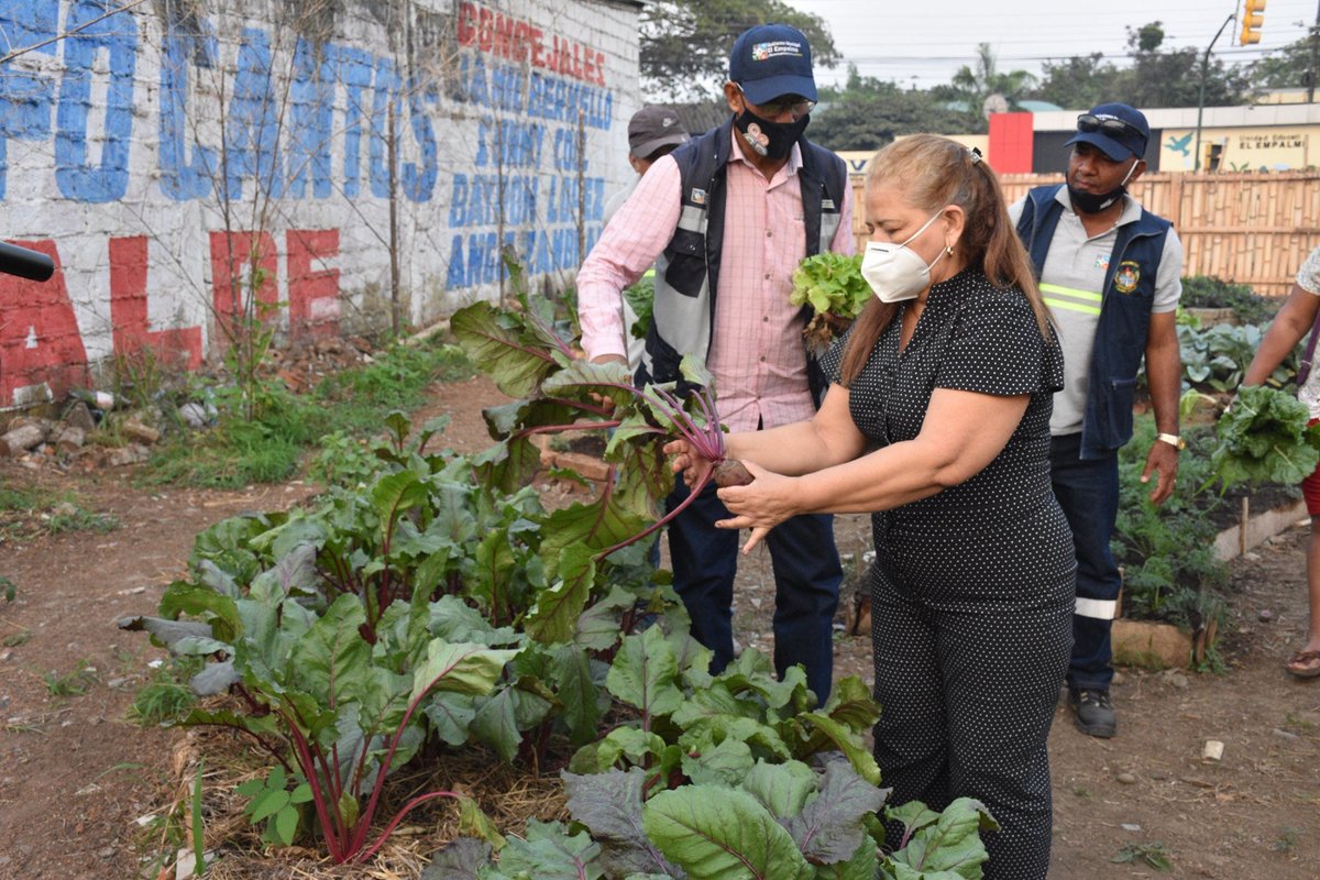 Vecinos cosechan hortalizas en huerto orgánico de Las Tecas