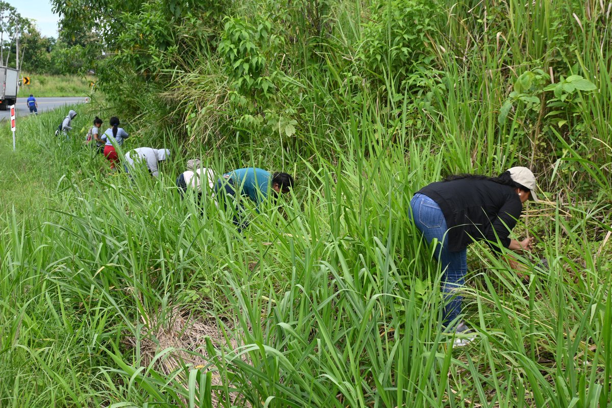 Estudiantes reforestan márgenes del bypass en El Empalme